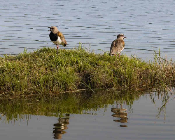 Ein Vogelpaar Ruht Auf Einer Kleinen Insel Teich — Stockfoto