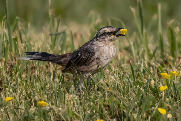 草地で小さな花を食べる鳥 — ストック写真