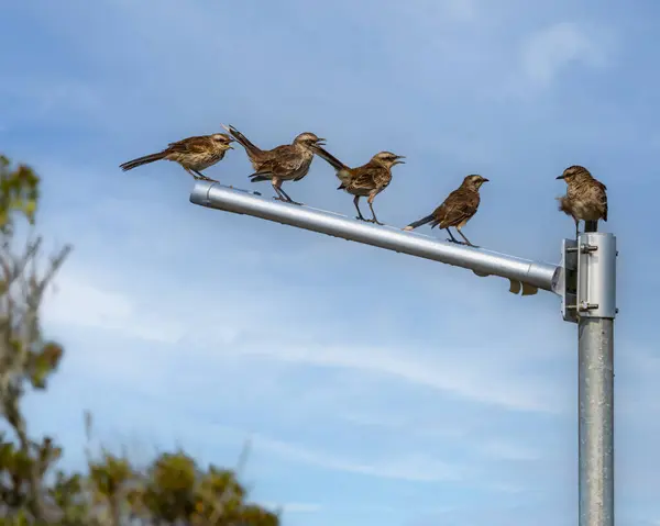 Bir Sokak Lambasının Tepesine Tünemiş Bir Grup Kuş Belki Bir — Stok fotoğraf