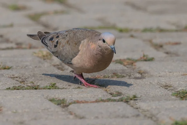 Eine Kleine Taube Irrt Auf Der Suche Nach Nahrung Umher — Stockfoto