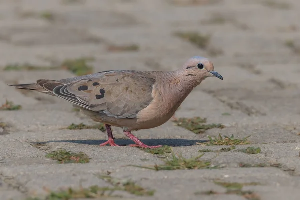 Eine Kleine Taube Irrt Auf Der Suche Nach Nahrung Umher — Stockfoto