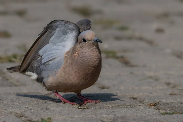 Eine Kleine Taube Irrt Auf Der Suche Nach Nahrung Umher — Stockfoto