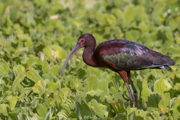Ein Bunter Ibis Auf Der Suche Nach Nahrung Auf Wasserkohl — Stockfoto