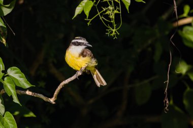 Ağaç dalına tünemiş güneşlenen bir kuş.