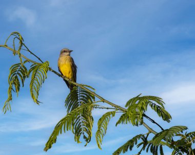 A yellow songbird perched on top of a tree clipart