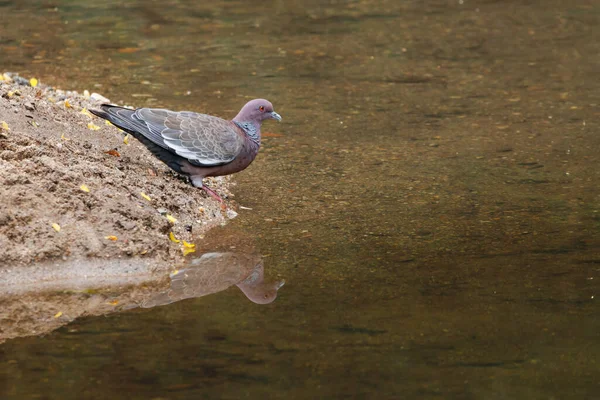 Pigeon Drinking Water Sandy Riverbank — Stock Photo, Image