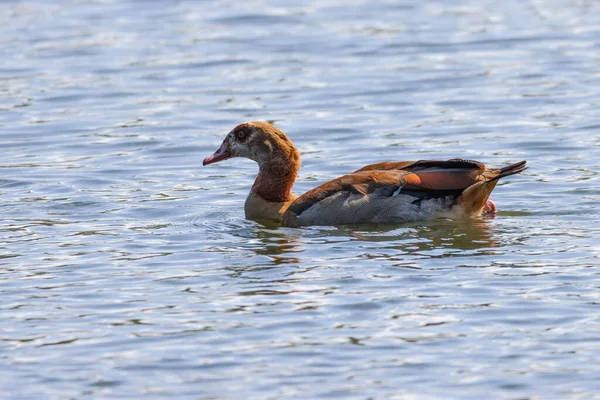 Une Oie Exotique Nageant Dans Lac Zoo — Photo