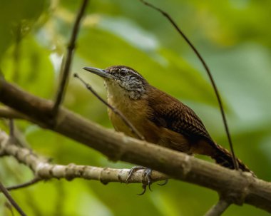Ortadaki bir ağaç dalına tünemiş uzun gagalı küçük bir kuş. 