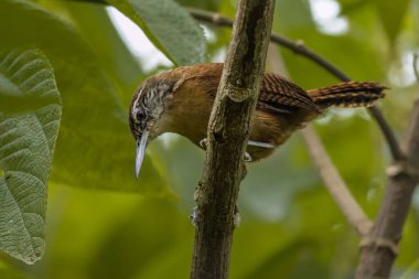 Ortadaki bir ağaç dalına tünemiş uzun gagalı küçük bir kuş. 