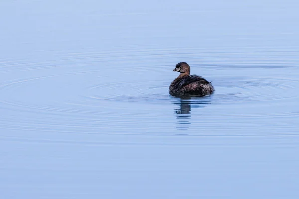 Tiny Waterfowl Swimming Peaceful Waters Looking Some — Stok Foto