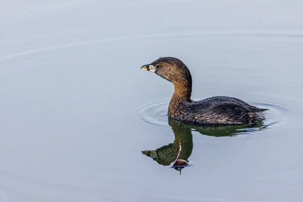Tiny Waterfowl Swimming Peaceful Waters Looking Some — Stok Foto