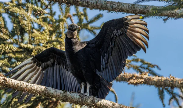 Black Vulture Drying Its Feathers Enjoying Morning Sun — Stock Photo, Image