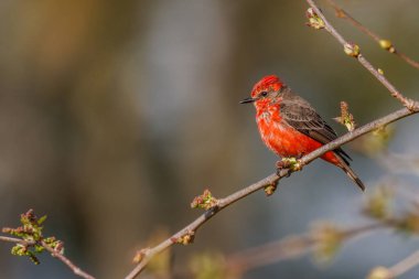 Bir ağaç dalına tünemiş renkli bir kuş