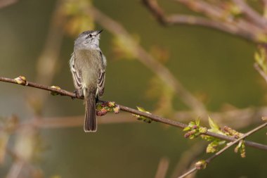 Ağaç dalına tünemiş minik bir kuş
