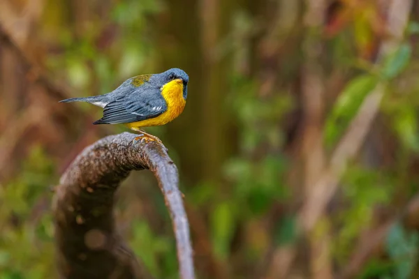 Pássaro Songbird Empoleirado Galho Árvore — Fotografia de Stock