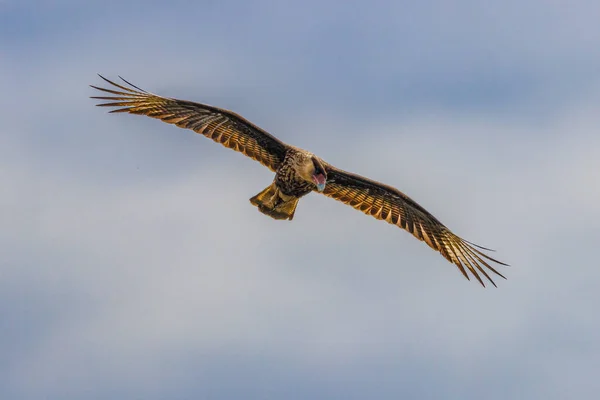 Hawk Flying Bright Sky Looking Prey — Stock Photo, Image