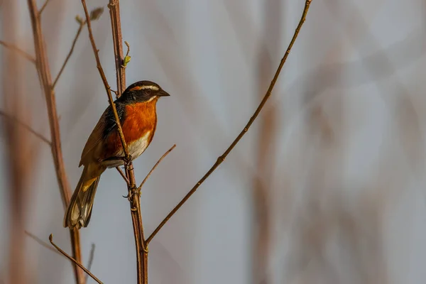 Uccello Colorato Appollaiato Ramo Albero — Foto Stock