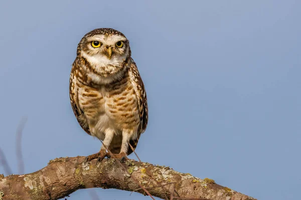 A yellow-eyed owl perched on a tree branch staring at the camera