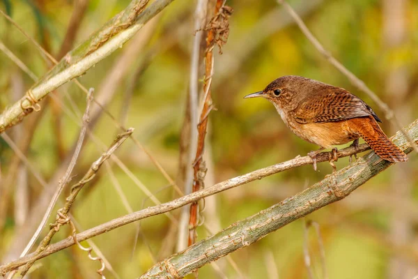 A tiny bird perched on a tree branch