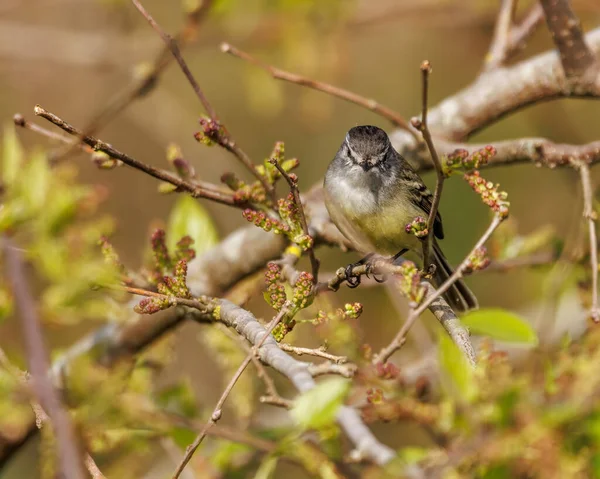 A tiny bird perched on a tree branch