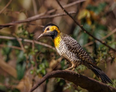 Bir ağaç dalına tünemiş sarı bir ağaçkakan