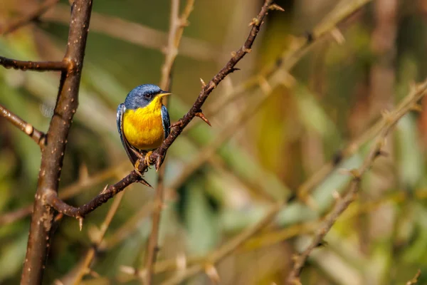 Small Colorful Bird Perched Tree Branch Full Thorns — 图库照片