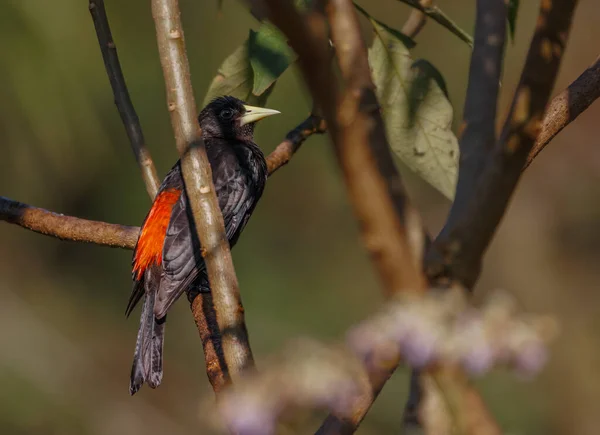 Black Bird Perched Tree Branch — 图库照片