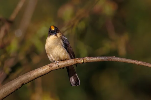 Żółty Mohawk Top Śpiewający Ptaszek Siedzący Gałęzi Drzewa — Zdjęcie stockowe