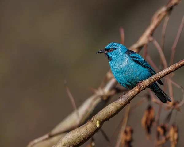 Malý Ptáček Jasně Modrém Peří Usazený Větvi Stromu — Stock fotografie
