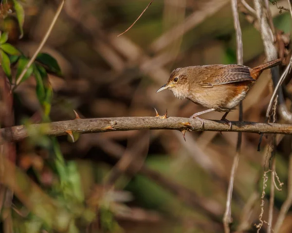 A tiny bird looking for food  on top of a tree branch