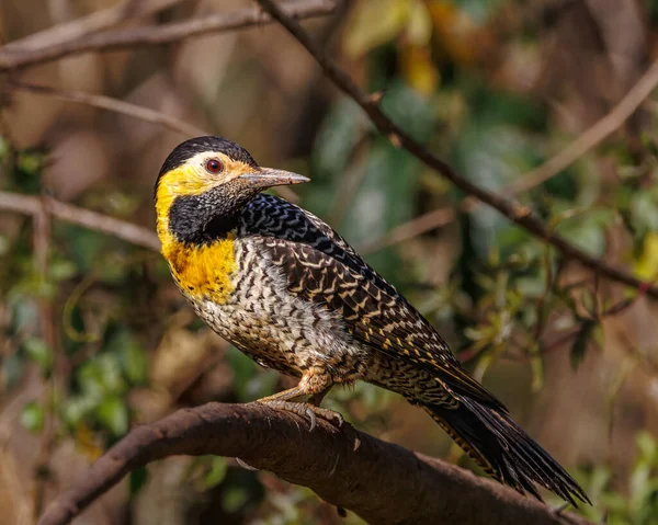 Bir ağaç dalına tünemiş sarı bir ağaçkakan