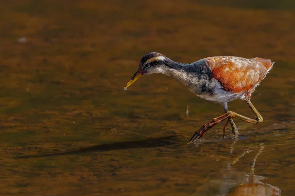 Ein Junger Vogel Wandert Auf Der Suche Nach Nahrung Durch — Stockfoto