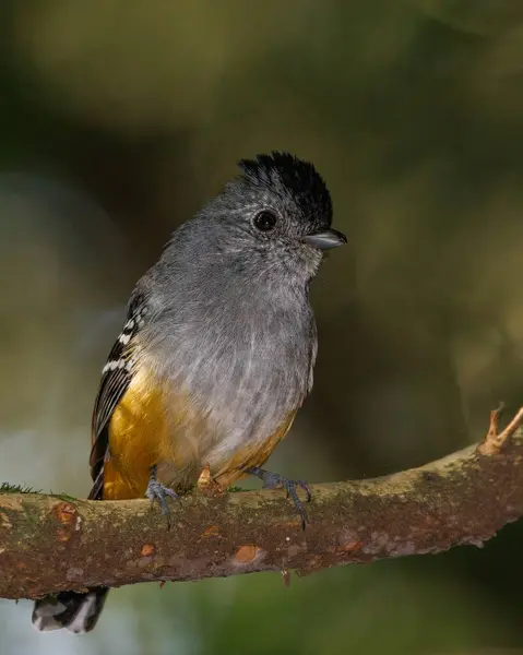 Small Flycatcher Deep Rainforest — Stok fotoğraf