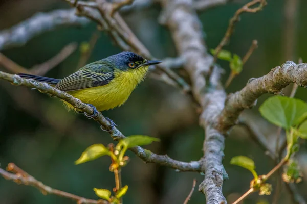 Tiny Flycatcher Perched Tree Branch — Stok fotoğraf