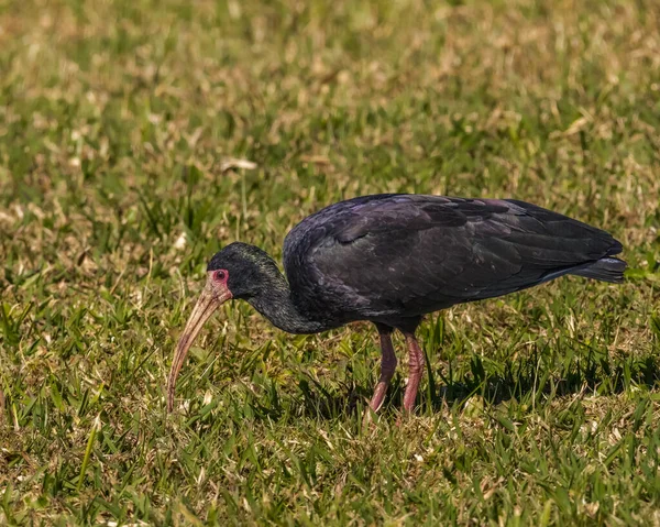 Ibis Looking Food Middle Meadow — Fotografia de Stock