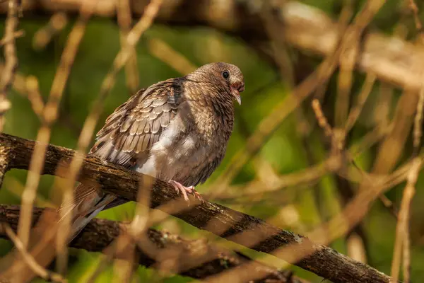 Young Dove Perched Tree Branch — ストック写真