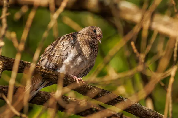 Young Dove Perched Tree Branch — Stockfoto