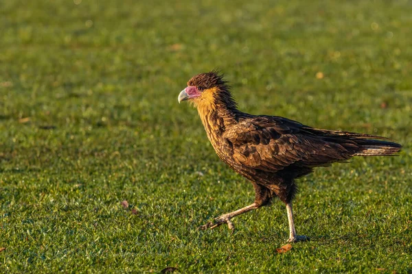 Een Jonge Valk Die Zoek Naar Voedsel — Stockfoto