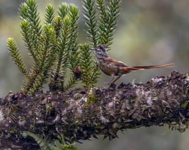 Ağaç dalına tünemiş küçük bir kuş 