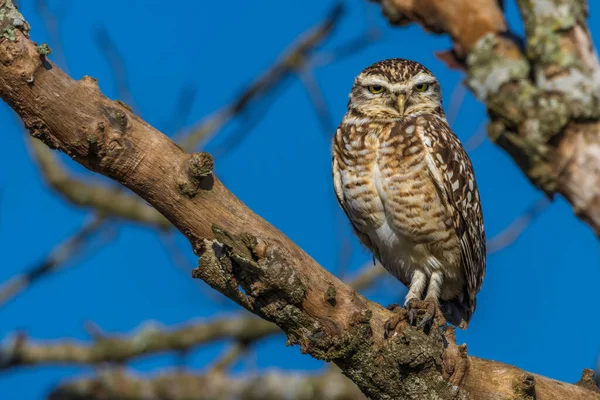 A yellow-eyed owl perched on a tree branch staring at the camera