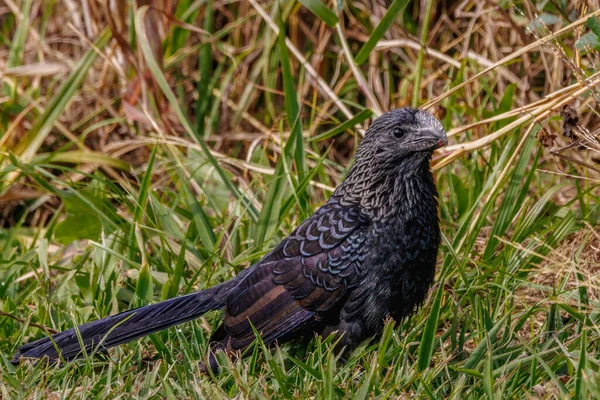 Oiseau Bec Maladroit Assis Sur Une Prairie — Photo