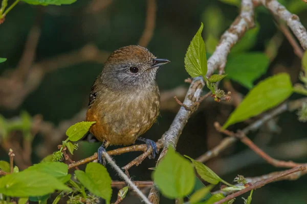 Small Flycatcher Deep Rainforest — Stok fotoğraf