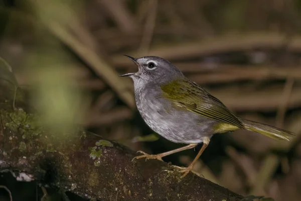 Small Bird Singing Perched Tree Branch — Stok fotoğraf