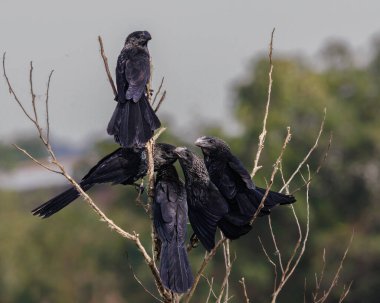 Bir kuş sürüsü bir çalılığın tepesinde toplandı ve tartıştılar.