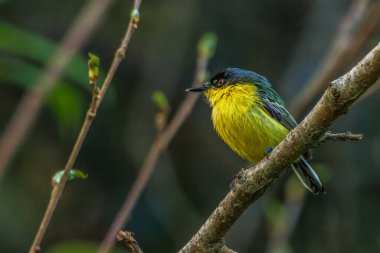 Bir ağaç dalına tünemiş küçük bir sinek kapanı