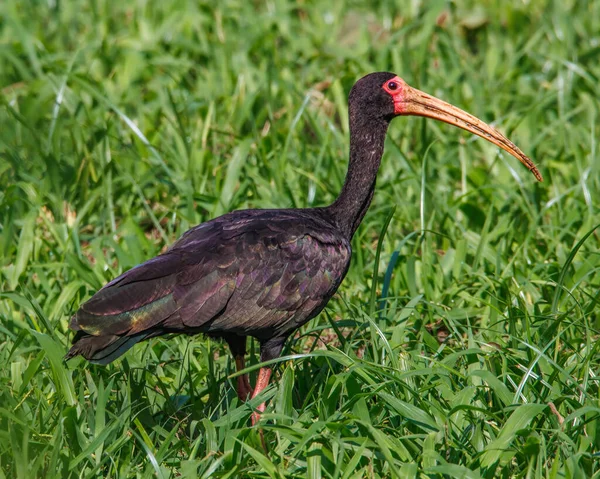 Ibis Looking Food Middle Meadow — Zdjęcie stockowe
