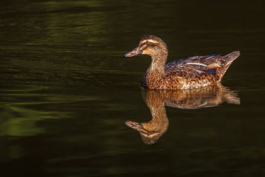 Parkta yüzen egzotik bir ördek.