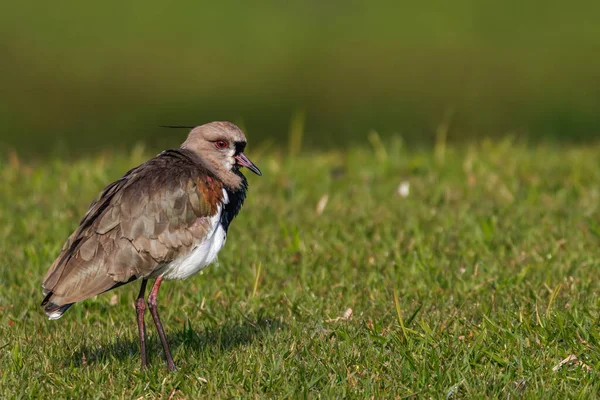 Lapwing Waiting Sun Standing Meadow — Foto de Stock