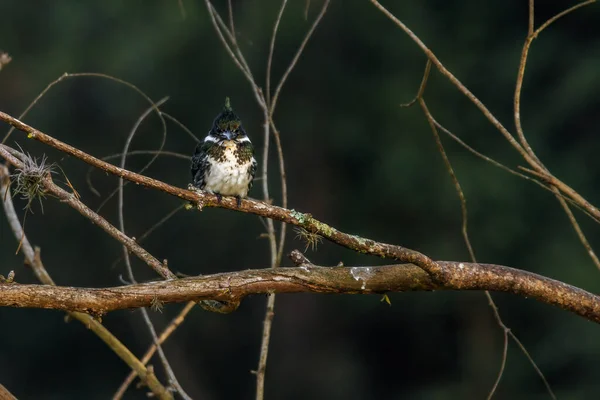 Kingfisher Perched Tree Branch — стоковое фото