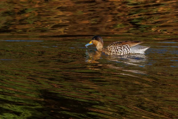 Teal Swimming Park River — Zdjęcie stockowe